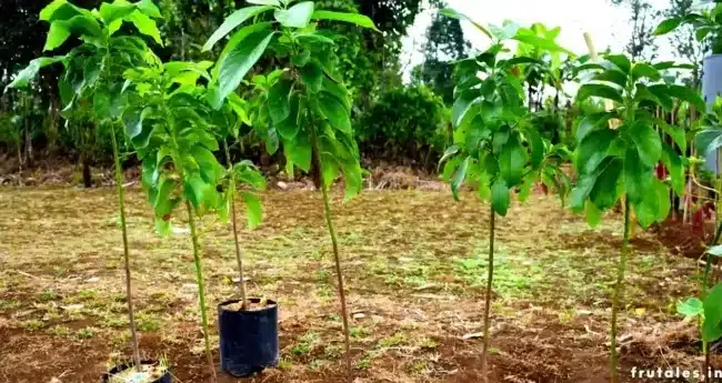 arboles de aguacate sin frutos por que no producen