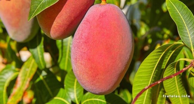 Árboles frutales de rápido crecimiento: ¡Frutos en tu jardín!