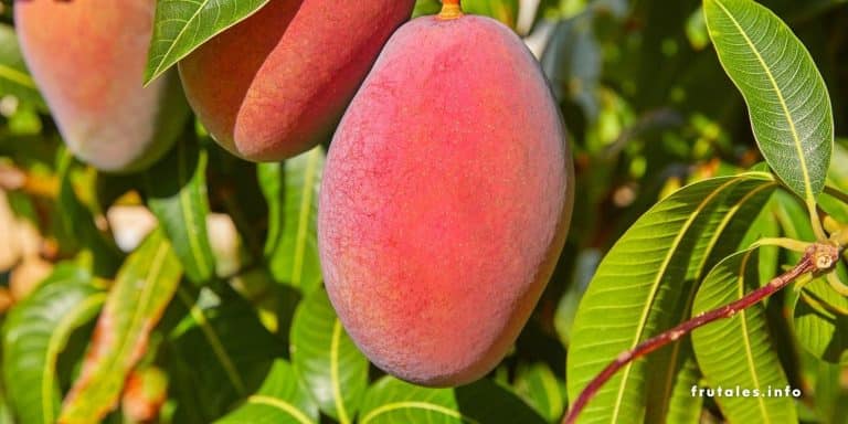 Árboles frutales de rápido crecimiento: ¡Frutos en tu jardín!