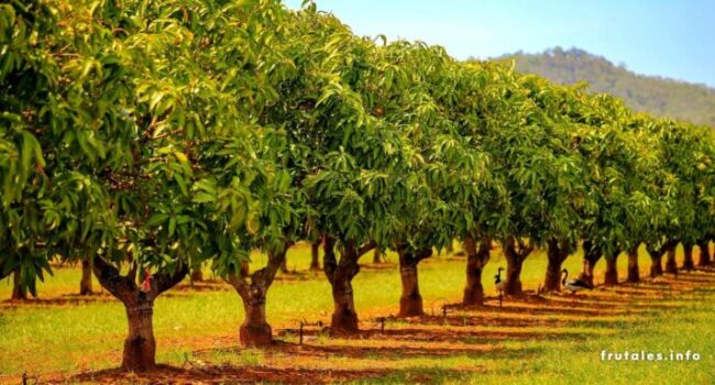 Árboles frutales para la zona 8: ¡Cultiva un paraíso tropical en tu jardín!