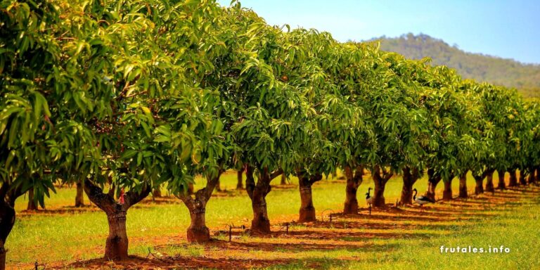 Árboles frutales para la zona 8: ¡Cultiva un paraíso tropical en tu jardín!