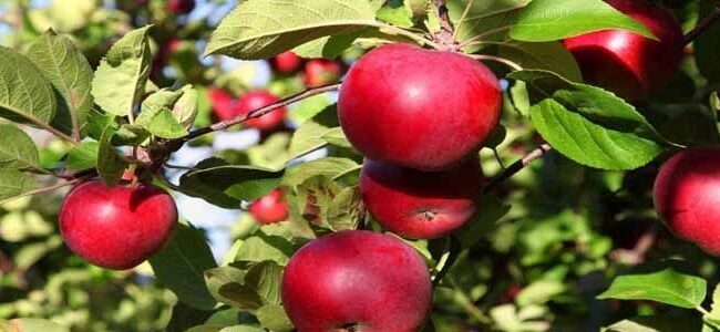 Árboles Frutales para Zonas 4: Guía para Cultivar Manzanas, Ciruelas y Más en Climas Fríos