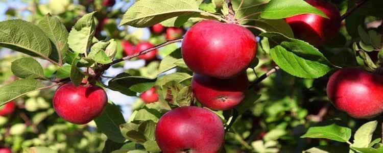 Árboles Frutales para Zonas 4: Guía para Cultivar Manzanas, Ciruelas y Más en Climas Fríos