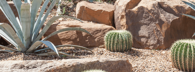 Árboles para el Desierto: Guía para Jardines Áridos y Secos