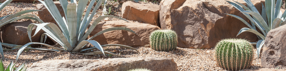 Árboles para el Desierto: Guía para Jardines Áridos y Secos