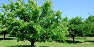 arboles para sombra guia de especies que prosperan en la sombra