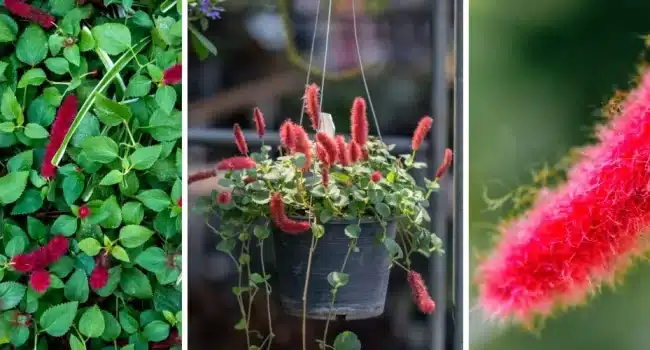 Árboles que se ponen rojos en otoño: guía para un jardín vibrante