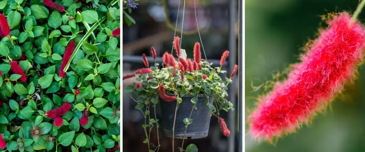 Árboles que se ponen rojos en otoño: guía para un jardín vibrante