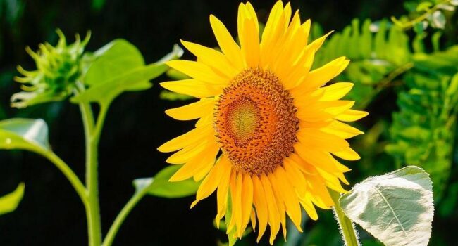 Arbustos con flores amarillas: Dale color a tu jardín con estas 6 opciones