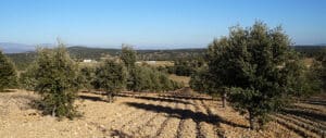 arbustos de hoja perenne para el noroeste del pacifico guia definitiva para tu jardin