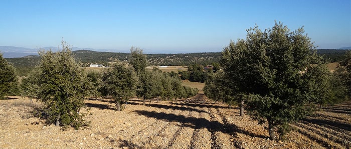 Arbustos de hoja perenne para el noroeste del Pacífico: Guía definitiva para tu jardín