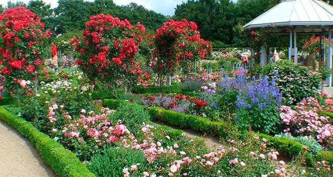 Arbustos Evergreen para Sol Pleno: Guía Definitiva para Jardines Calurosos