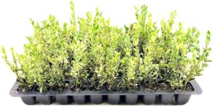 artemisia schmidtiana silver mound la planta de follaje plateado perfecta para tu jardin