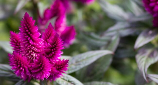 Astilbe: ¿Cuánto crece esta planta de flores plumosas?