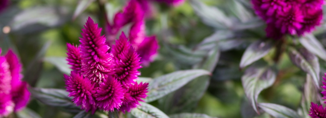 Astilbe: ¿Cuánto crece esta planta de flores plumosas?