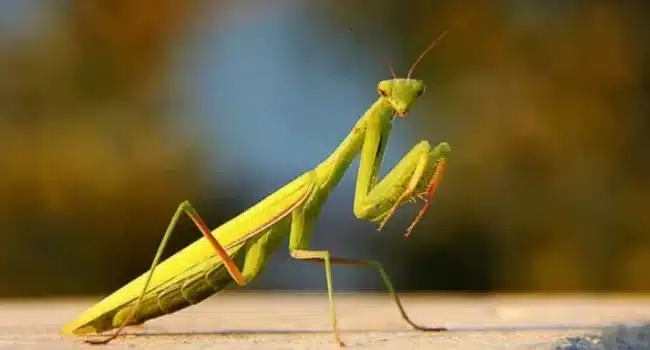 Atraer Mantis Religiosas: Guía para un Jardín Libre de Plagas