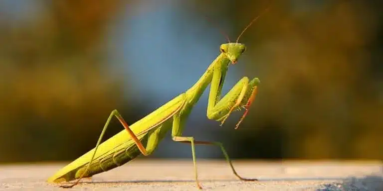 Atraer Mantis Religiosas: Guía para un Jardín Libre de Plagas