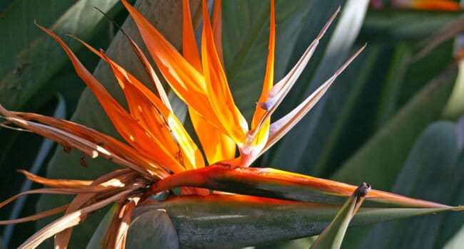 Ave del Paraíso al Aire Libre: Guía de Cultivo y Cuidado