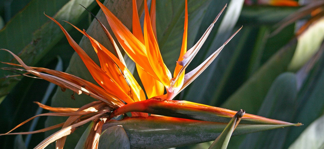 Ave del Paraíso al Aire Libre: Guía de Cultivo y Cuidado