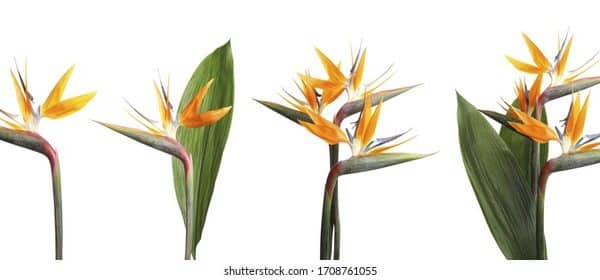 aves del paraiso strelitzia y caesalpinia guia de las variedades mas populares
