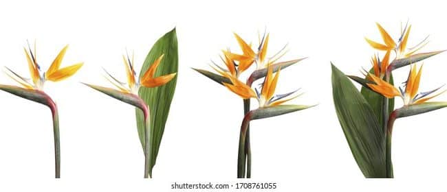 aves del paraiso strelitzia y caesalpinia guia de las variedades mas populares