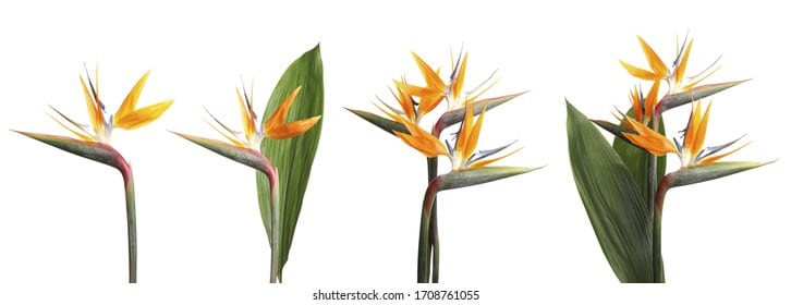 aves del paraiso strelitzia y caesalpinia guia de las variedades mas populares