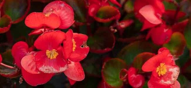 Begonia de Cera: ¿Sol o Sombra para un Crecimiento Optimo?