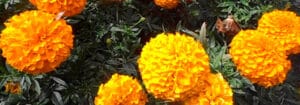 beneficios de las marigolds en tu jardin guia completa