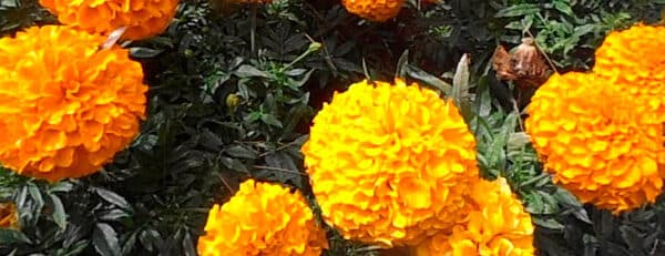 beneficios de las marigolds en tu jardin guia completa