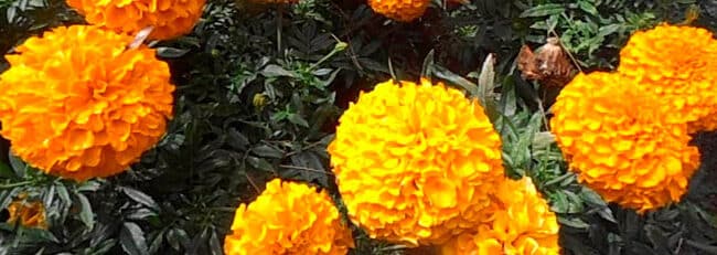 Beneficios de las Marigolds en tu Jardín: Guía Completa