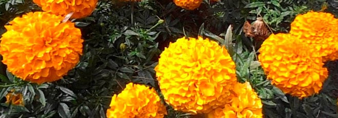 Beneficios de las Marigolds en tu Jardín: Guía Completa