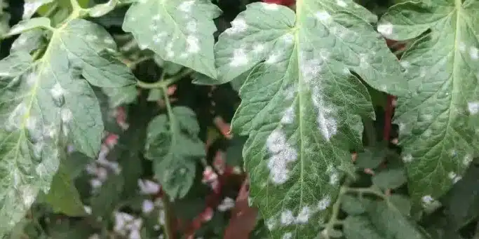 bicarbonato de sodio en plantas amigo o enemigo