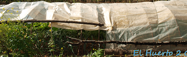 blanquear apio trucos para eliminar el sabor amargo y obtener tallos tiernos