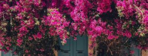 bougainvillea sin flores trucos para que florezca