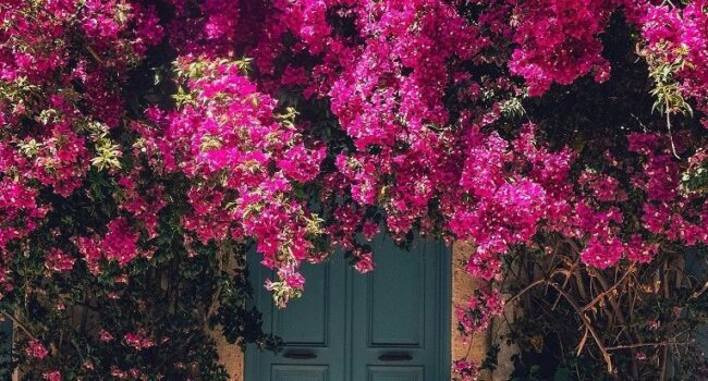 bougainvillea sin flores trucos para que florezca