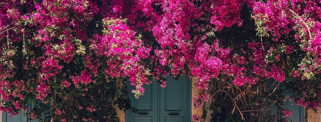 bougainvillea sin flores trucos para que florezca