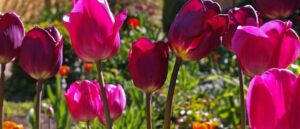 bulbos de otono flores coloridas para tu jardin de temporada