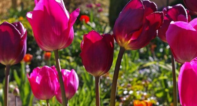 Bulbos de Otoño: Flores Coloridas para Tu Jardín de Temporada