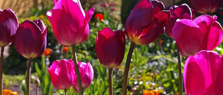 Bulbos de Otoño: Flores Coloridas para Tu Jardín de Temporada