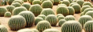 cactus amarillos guia de cultivo y variedades con flores doradas