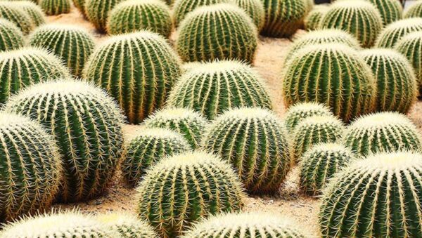 cactus amarillos guia de cultivo y variedades con flores doradas