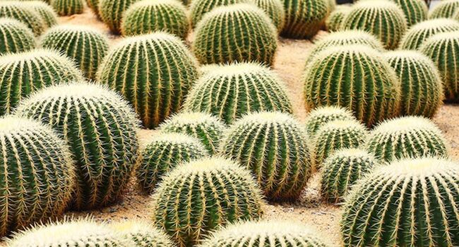 Cactus Amarillos: Guía de Cultivo y Variedades con Flores Doradas