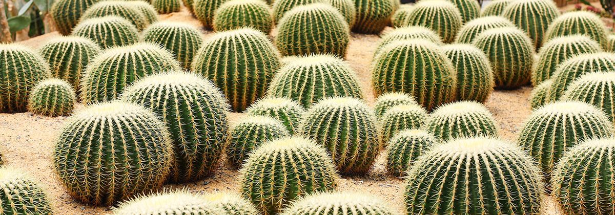 Cactus Amarillos: Guía de Cultivo y Variedades con Flores Doradas