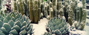 cactus resistentes al frio guia para climas frios