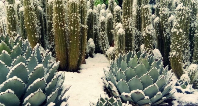 Cactus resistentes al frío: guía para climas fríos