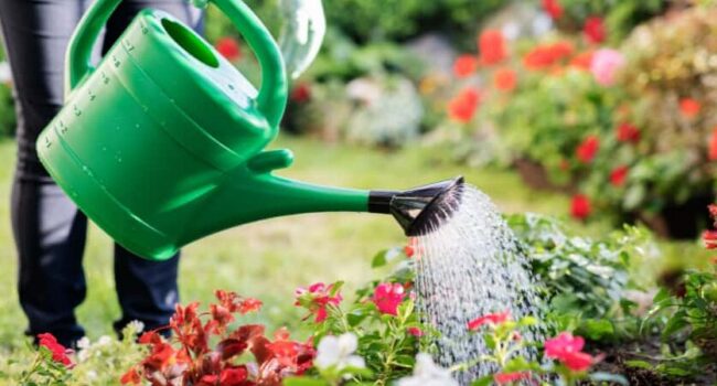 cada cuanto regar flores guia completa para jardineros