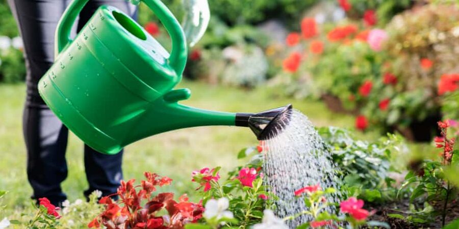 cada cuanto regar flores guia completa para jardineros