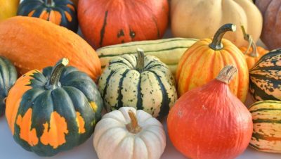 calabaza se puede comer guia completa para elegir la mejor variedad