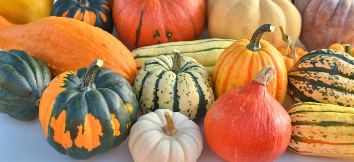 calabaza se puede comer guia completa para elegir la mejor variedad