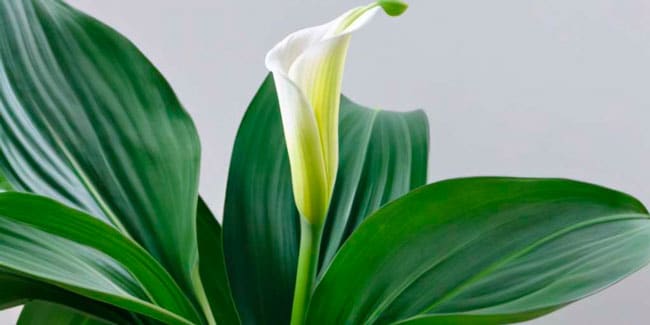 calla lily perenne o anual como disfrutar de sus flores ano tras ano